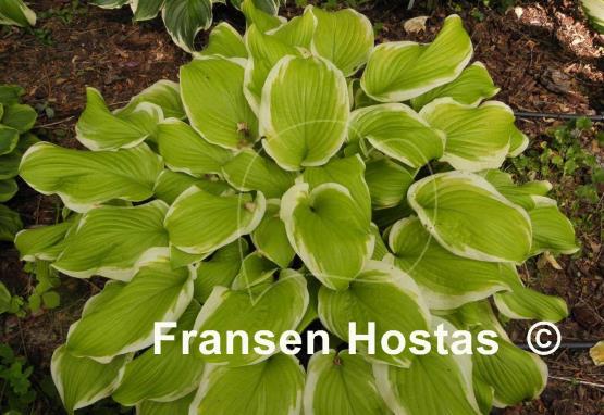 Hosta Sweetie